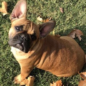 Meet your Posher, Cheyenne